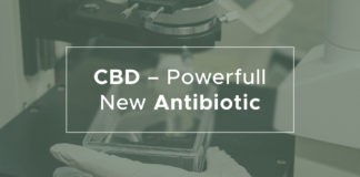 CBD by mohla v budoucnu nahradit antibiotika