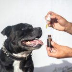 CBD oleje pro psy jako podpůrná léčba při rakovině CBD oleje pro psy k léčbě rakoviny