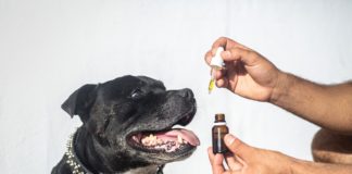 CBD oleje pro psy k léčbě rakoviny