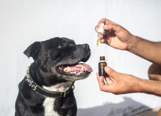 CBD oleje pro psy k léčbě rakoviny