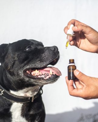 CBD oleje pro psy jako podpůrná léčba při rakovině CBD oleje pro psy k léčbě rakoviny