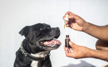CBD oleje pro psy jako podpůrná léčba při rakovině CBD oleje pro psy k léčbě rakoviny