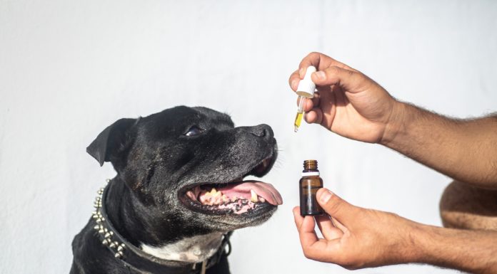 CBD oleje pro psy jako podpůrná léčba při rakovině CBD oleje pro psy k léčbě rakoviny