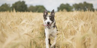 Dysplazie u psa: Může CBD pomoci s bolestí a záněty?