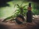 Jak poznat kvalitní CBD produkt? Jak poznat kvalitní CBD produkt?